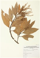 藏品(印度栲)的圖片